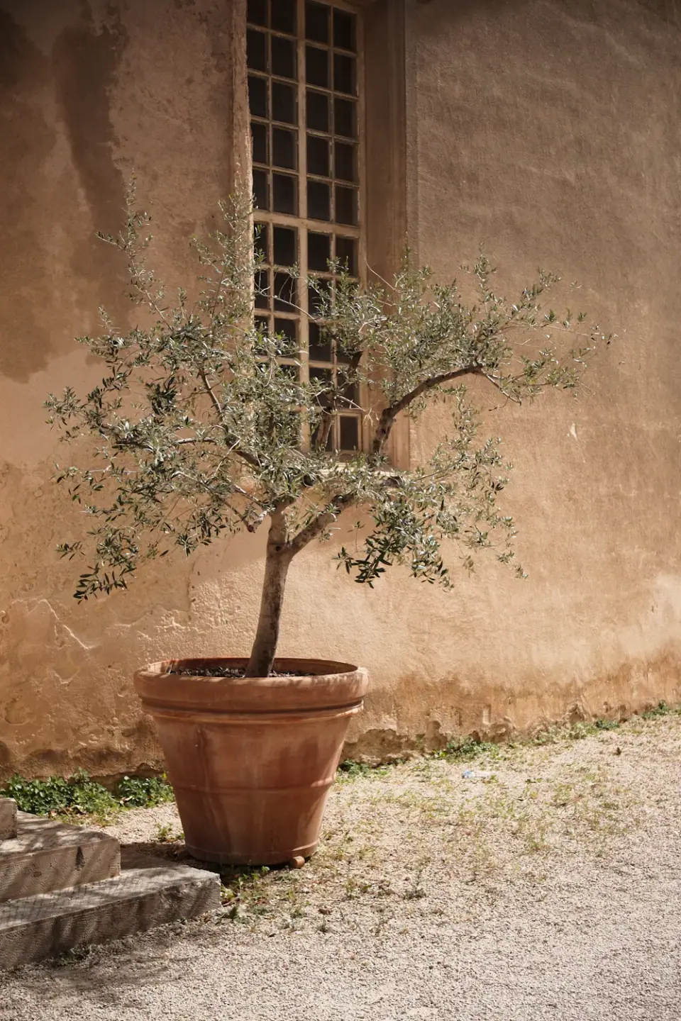 Olive tree against a plaster wall